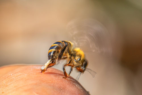 Pflasterpass - Biene auf Haut